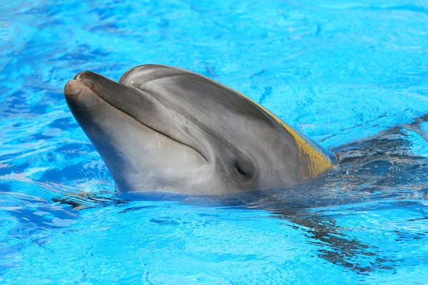 海豚在游泳池里游泳 — 图库照片