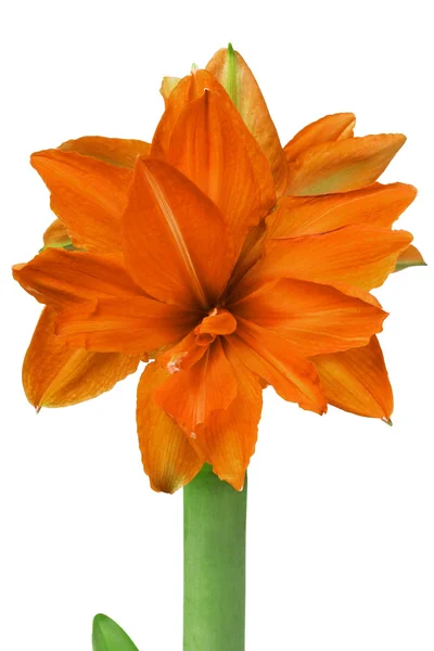 Giglio fiore arancione — Foto Stock