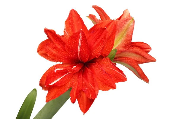 Rode lily bloem in dauw druppels geïsoleerd — Stockfoto