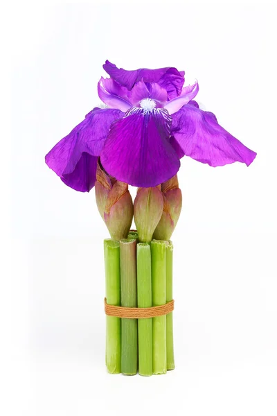 Frische Blüte lila Iris, isoliert — Stockfoto