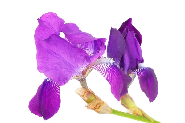 Iris Fiori su bianco — Foto Stock