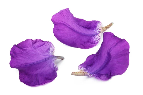 Irisblütenblätter — Stockfoto