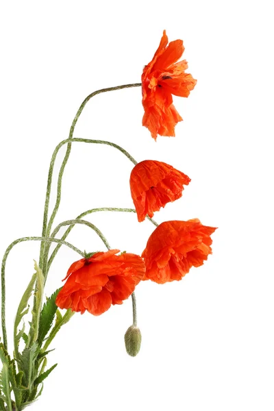 Flowers poppies isolated on a white background — Stock Photo, Image