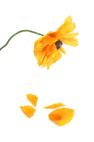 One flower poppy yellow and fallen petals, is isolated on a whit — Stock Photo, Image