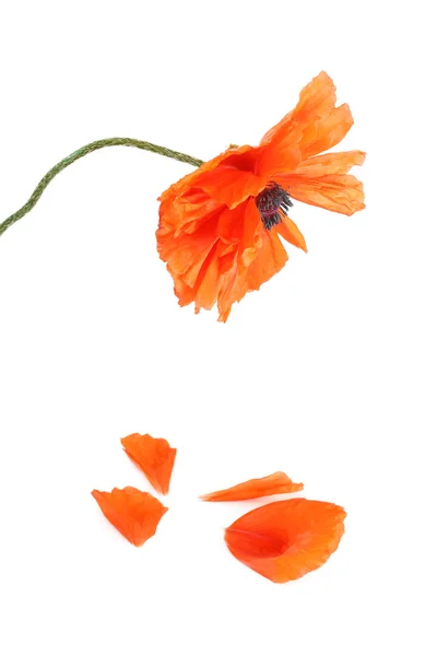 Een klaproos en gevallen bloemblaadjes, flower is geïsoleerd op een witte backg — Stockfoto