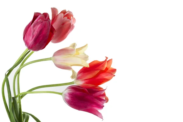 Tulipani multicolori — Foto Stock