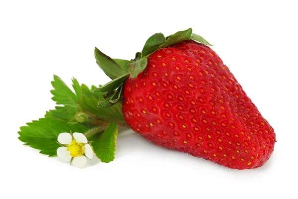 Red strawberry isolated — Stock Photo, Image