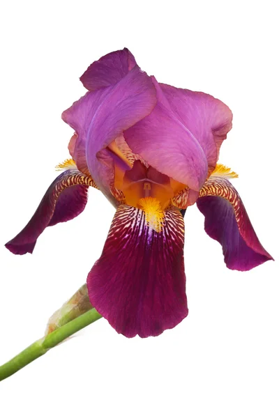 Izole mor iris çiçeği — Stok fotoğraf