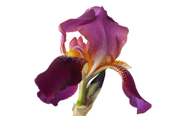Purple iris flower isolated on white — Stock Photo, Image