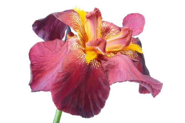 Paarse irisbloem geïsoleerd op wit — Stockfoto