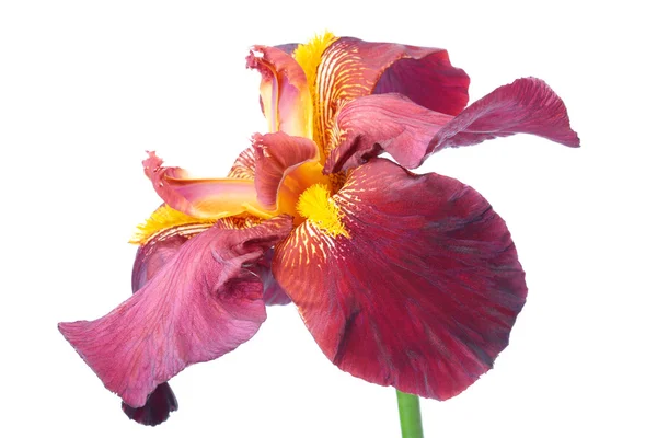 Izole mor iris çiçeği — Stok fotoğraf