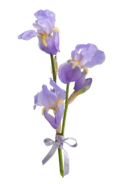 Virágok kék írisz, elkülönített ága — Stock Fotó