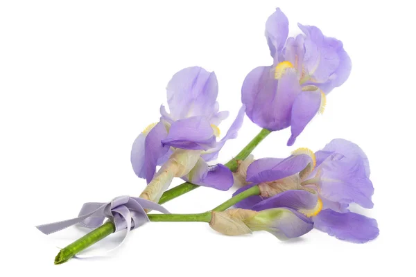 Pobočka modré květiny iris, izolované — Stock fotografie