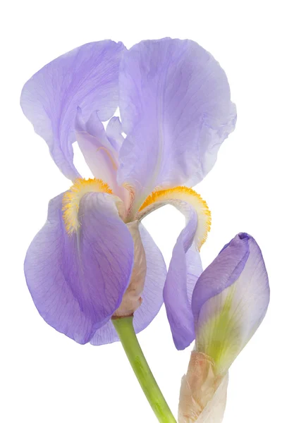 Iris Flowers — Stock Photo, Image