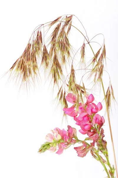 Wild Flowers — Stock Photo, Image
