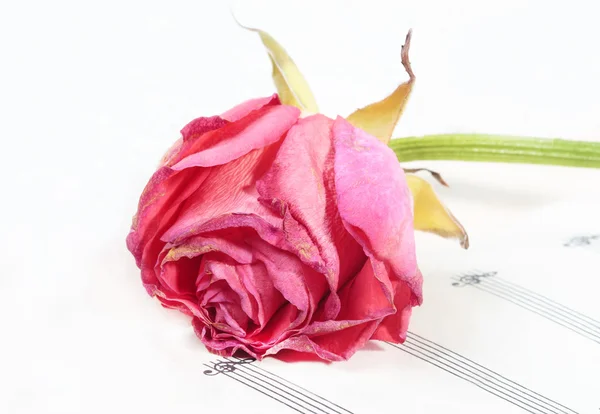 Цветок увядшей розы на музыкальной бумаге (маленький DOF ) — стоковое фото