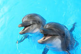 Delfine schwimmen im Pool
