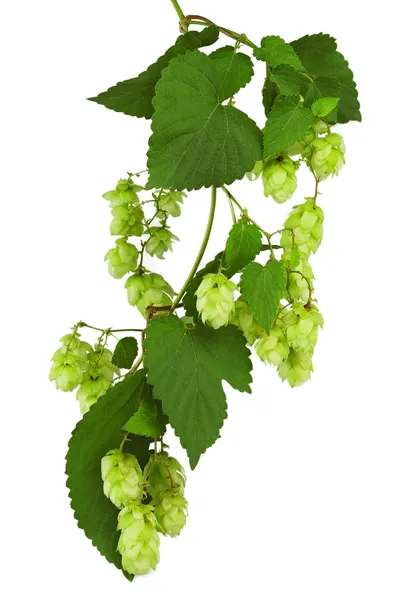 Green twig with mature cones of hop — Stock Photo, Image