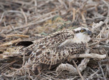 Osprey chick in a nest clipart