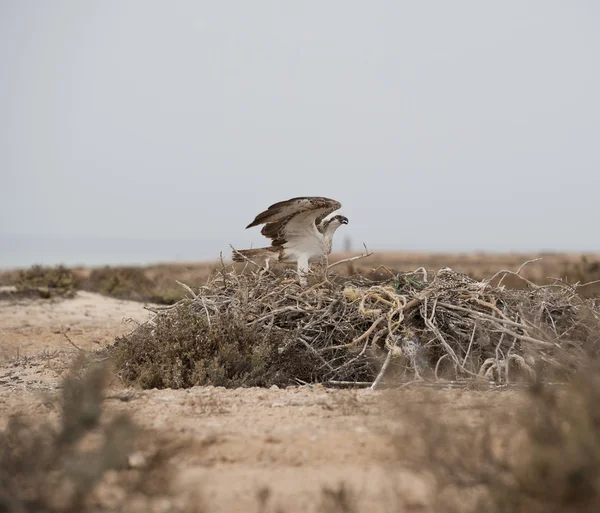 Fischadler auf einem Nest — Stockfoto