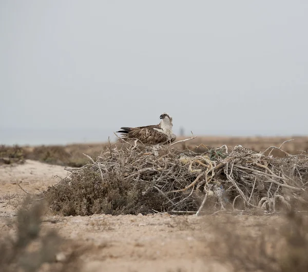 Fischadler auf einem Nest — Stockfoto