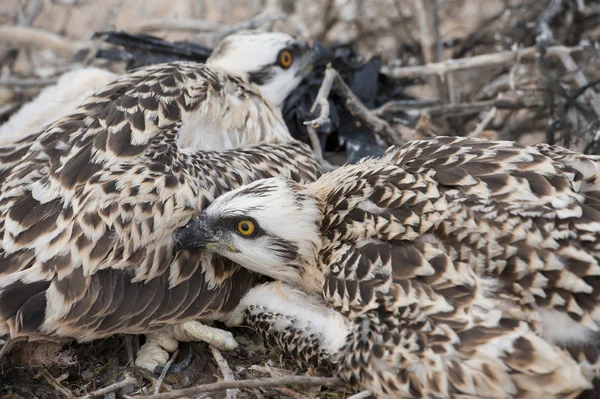 Osprey polluelos en un nido —  Fotos de Stock