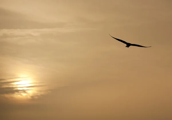 鱼鹰在日落时的飞行 — 图库照片