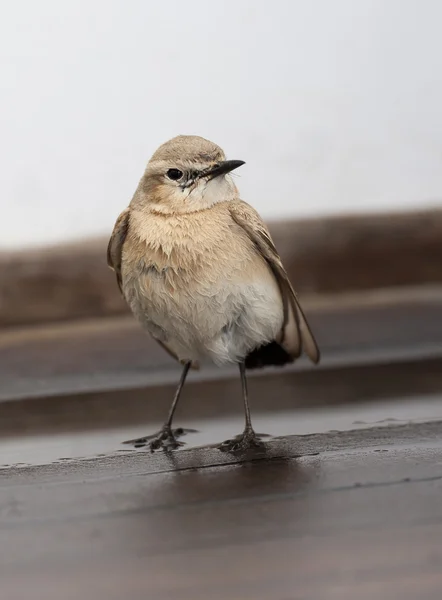 Uccello Isabellina grano in piedi su legno — Foto Stock