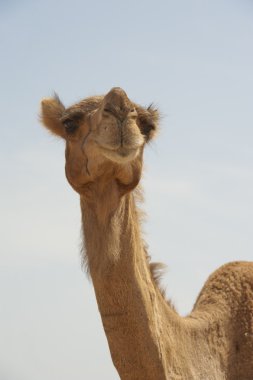 Head of a dromedary camel clipart