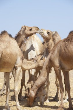 Dromedary camels at a market clipart