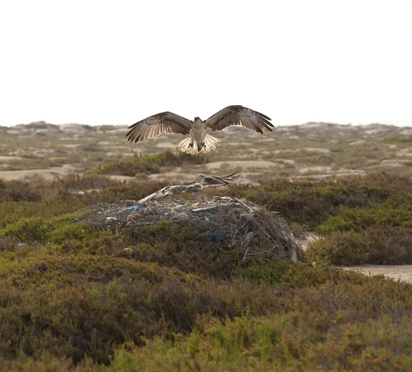 Zwei Fischadler auf einem Nest — Stockfoto