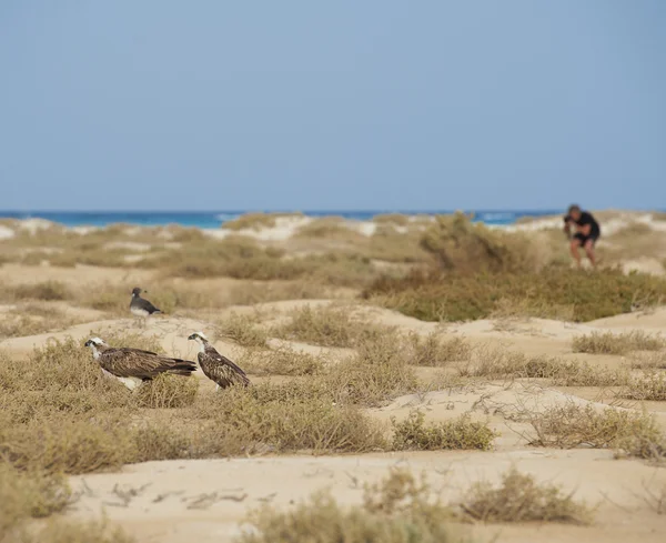 Fotoğrafçı ile yere iki ospreys — Stok fotoğraf