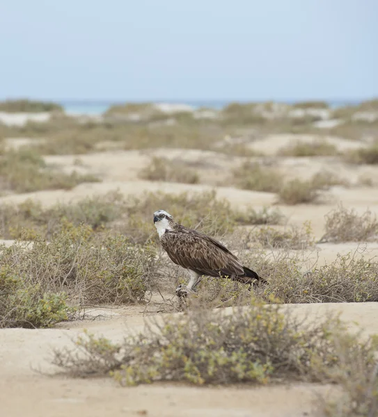 Osprey in a desert wilderness — Stock Photo, Image