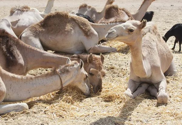 Dromedario camellos en un mercado — Foto de Stock