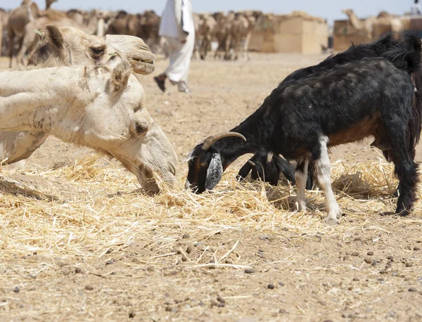 Dromedary kameel en geit op een markt — Stockfoto