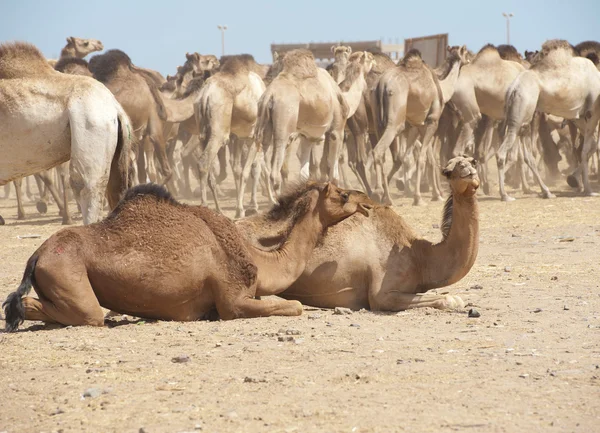 Dromedary kamelen op een markt — Stockfoto