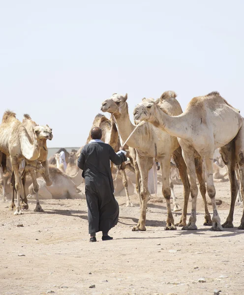 Бедуинский торговец верблюдами — стоковое фото
