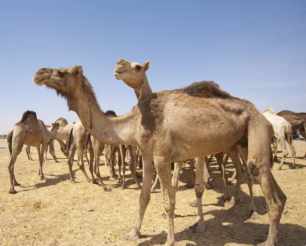 Camelos dromedários em um mercado — Fotografia de Stock