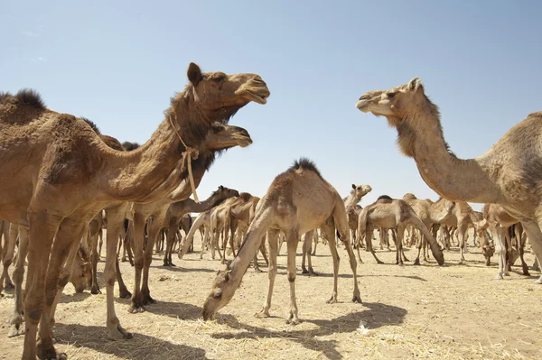Dromedary camels at a market — Stock Photo, Image