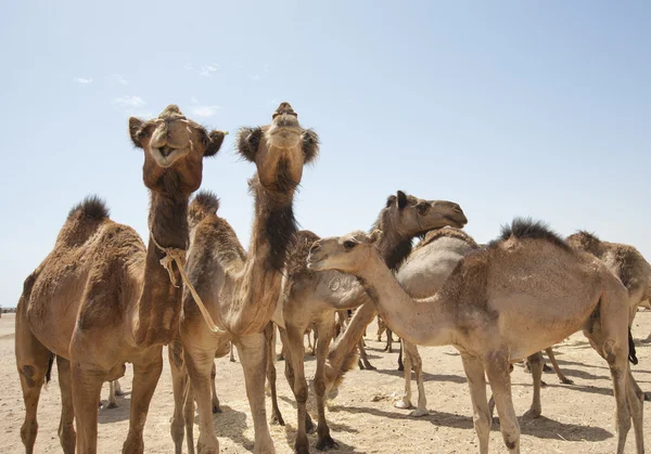 Капризные верблюды на рынке — стоковое фото