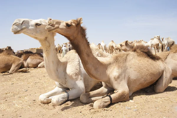 Dromedary верблюдів на ринку — стокове фото