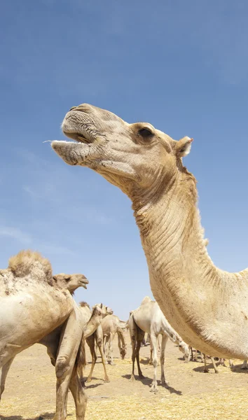 Hoofd van een kameel dromedary — Stockfoto