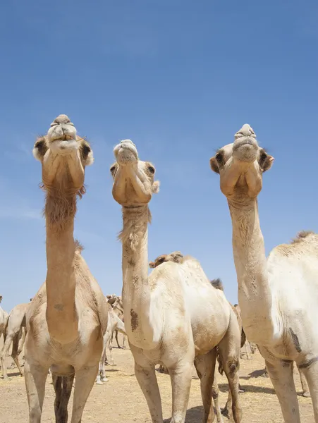 Три dromedary верблюдів — стокове фото