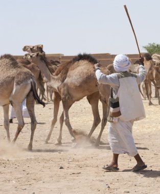 Bedouin trader herding camels clipart