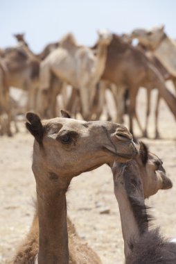 dromedary Develer bir market