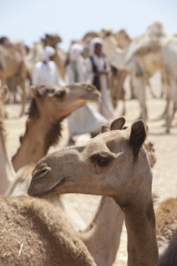 Dromedary camels at a market clipart