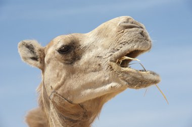 dromedary devenin başı