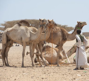 Bedouin trader with camels clipart