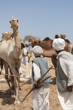 Bedouin traders at a camel market clipart