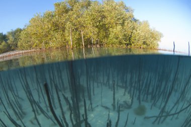 Mangrove tree with roots in a tropical lagoon clipart